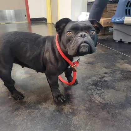 An adult small-sized female Mixed Breed dog named Miss Frog for adoption in Memphis, TN