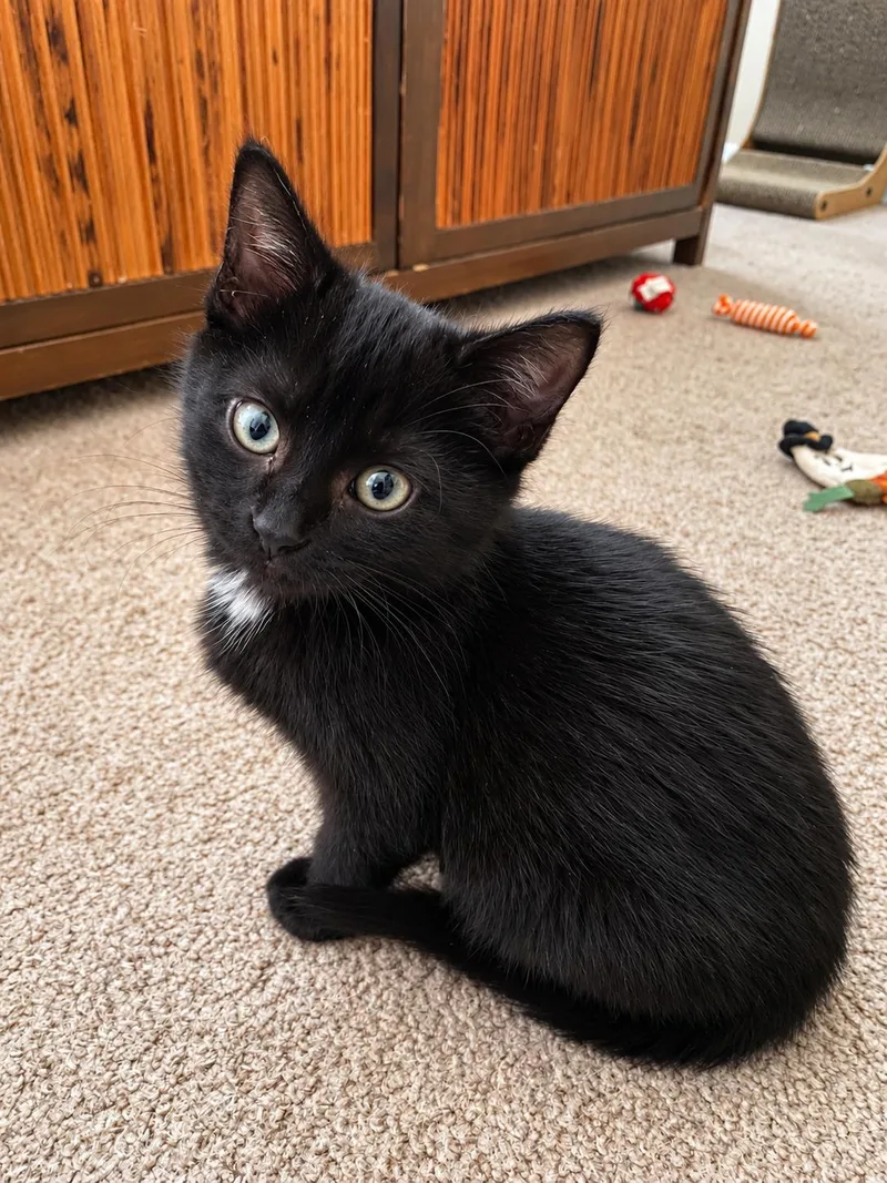 A baby medium-sized female Black Domestic Short Hair cat named Espresso for adoption in Victor, NY