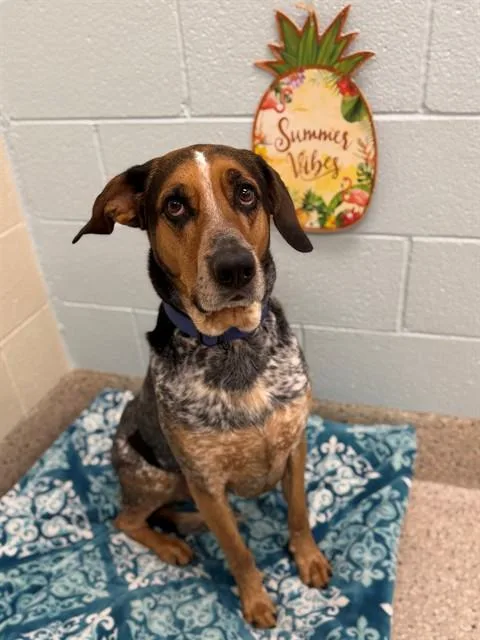 An adult large-sized male Bluetick Coonhound dog named Marshall for adoption in Brighton, CO