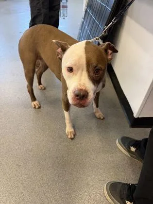 An adult medium-sized female Mixed Breed dog named Violet for adoption in West Chester, PA