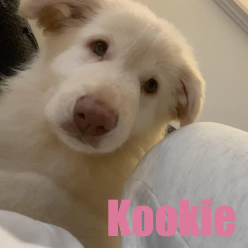 Kookie thumbnail 2