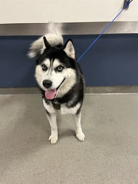 A young medium-sized male Siberian Husky dog named Loki for adoption in Miami, FL