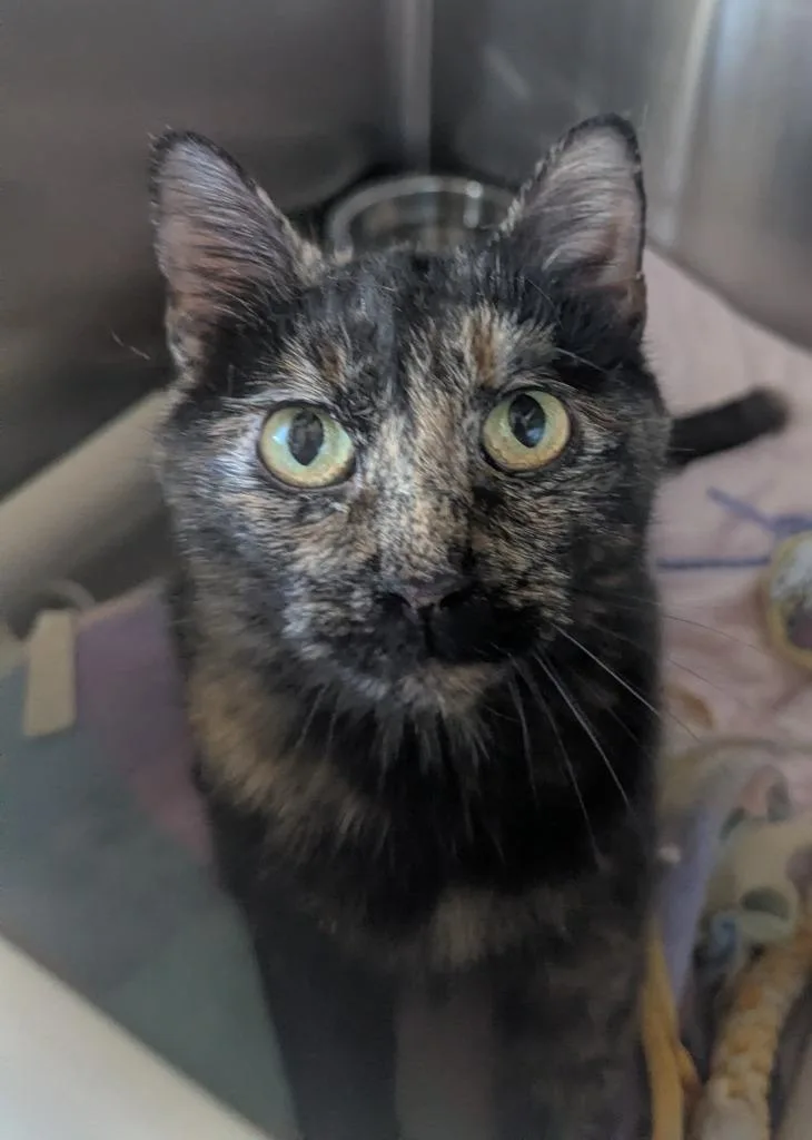A young small-sized female Domestic Short Hair cat named Tortellini for adoption in Barron, WI