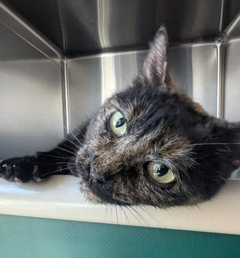 Tortellini thumbnail 3