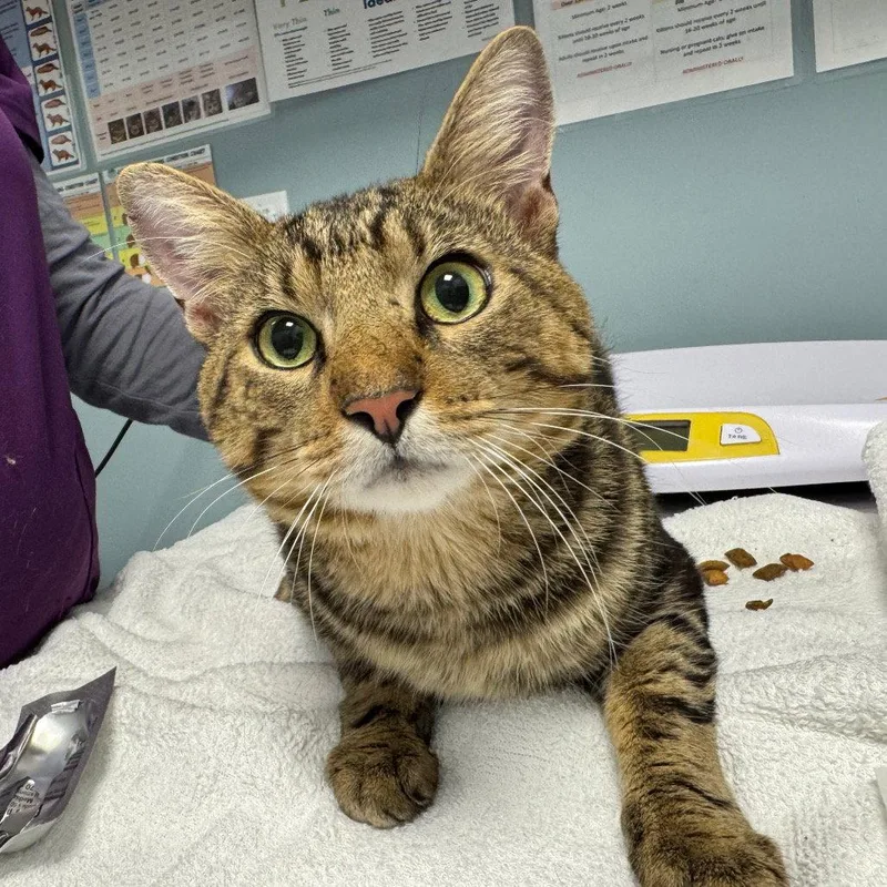 An adult medium-sized male Domestic Short Hair cat named Benji for adoption in New Castle, DE