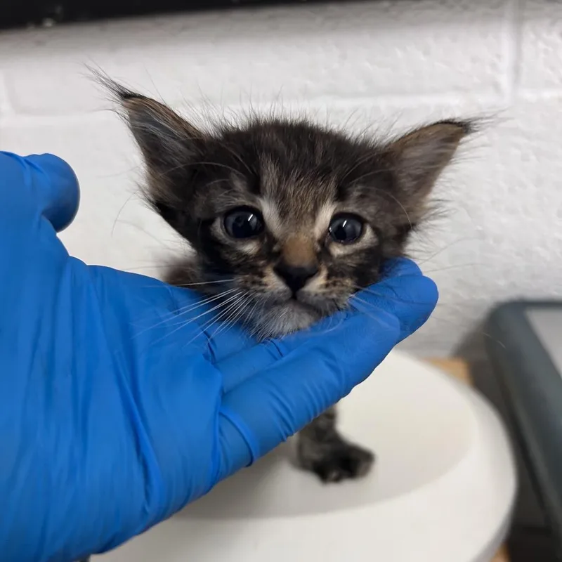 A baby small-sized male Brown / Chocolate American Shorthair cat named Cobalt for adoption in Edinburg, TX