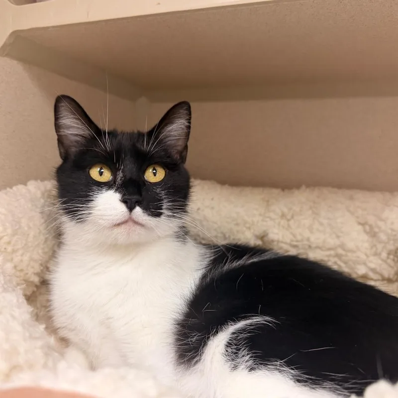 An adult medium-sized female Black Domestic Short Hair cat named Margaret for adoption in Pagosa Springs, CO