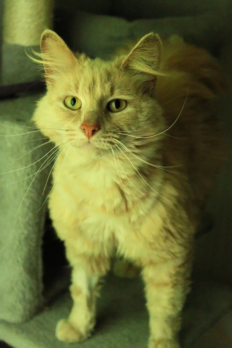 Marmalade