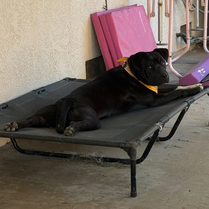 An adult medium-sized female Black American Staffordshire Terrier dog named Maggie for adoption in Turlock, CA