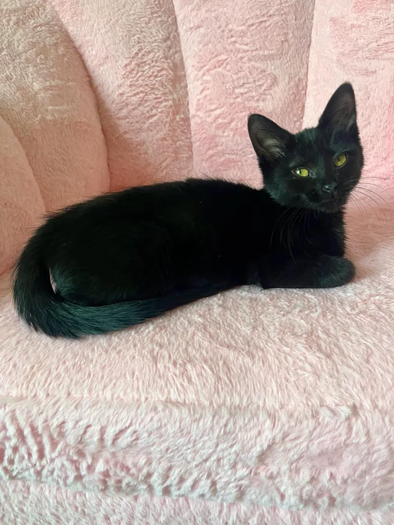 A baby medium-sized male Black Domestic Short Hair cat named Knoxville for adoption in Farmington Hills, MI