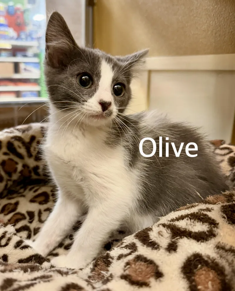 A baby medium-sized female Gray & White Domestic Short Hair cat named Olive for adoption in Owasso, OK
