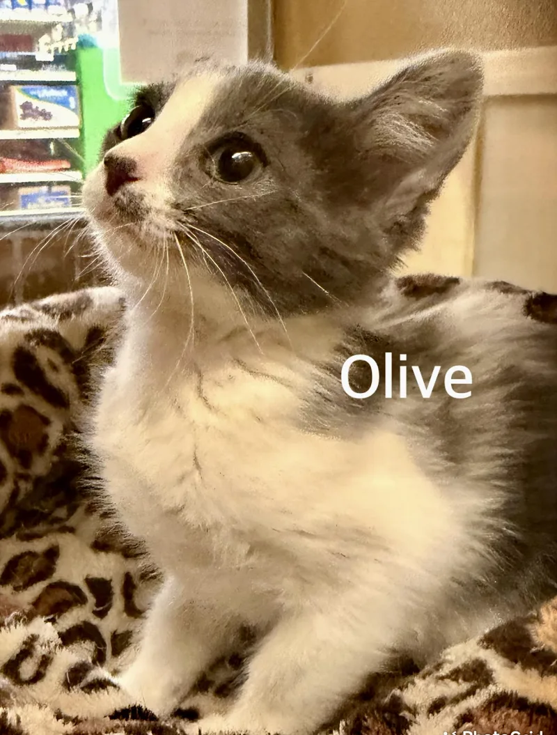 Olive thumbnail 2