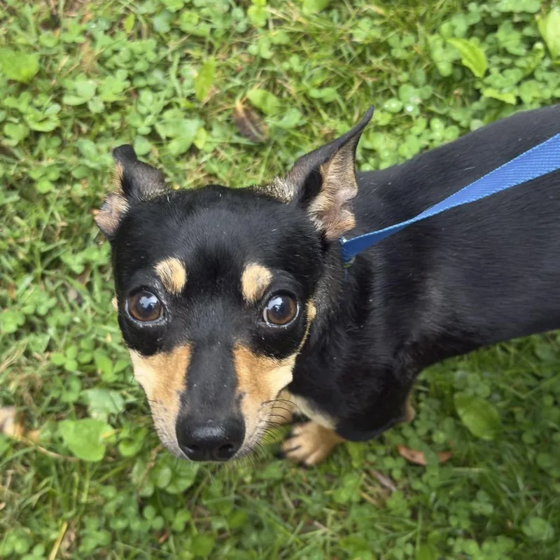 A young small-sized male Black Miniature Pinscher dog named Puck for adoption in Rockville, MD