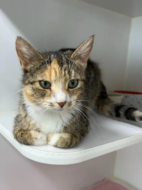 An adult medium-sized female Domestic Short Hair cat named Minnie for adoption in Rochester, IN
