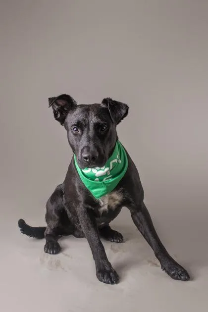 An adult medium-sized male Labrador Retriever dog named Xolo for adoption in Jefferson, WI