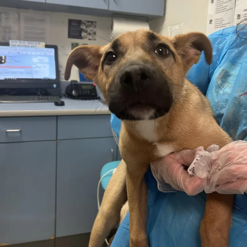 A baby small-sized male Yellow / Tan / Blond / Fawn Mixed Breed dog named Joji for adoption in Springboro, OH