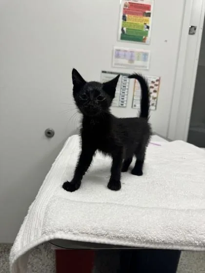 A baby small-sized female Black Domestic Short Hair cat named Taylor for adoption in Kansas City, MO