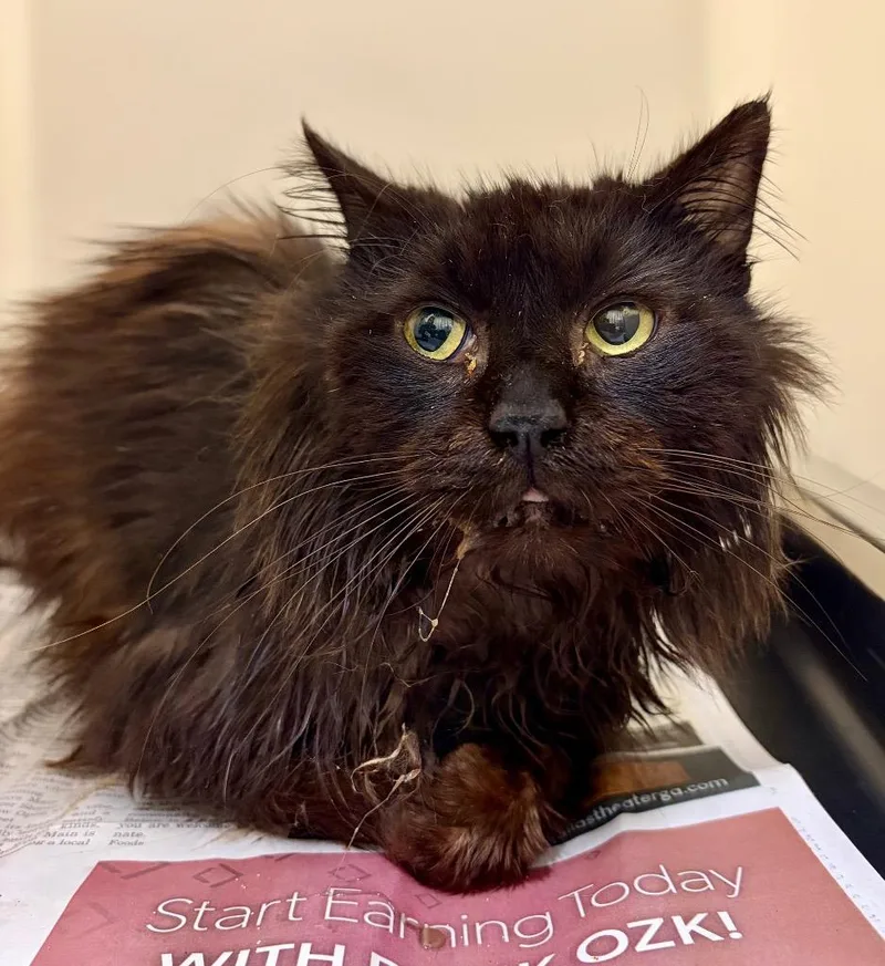 A senior medium-sized male Domestic Long Hair cat named Victor for adoption in Douglasville, GA