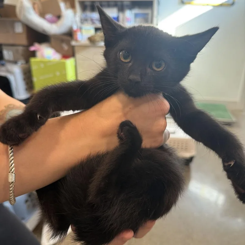 A baby small-sized female Domestic Short Hair cat named Toad for adoption in Louisville, KY