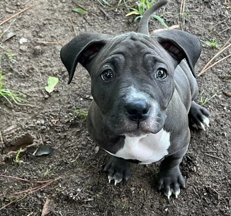 Hazel
