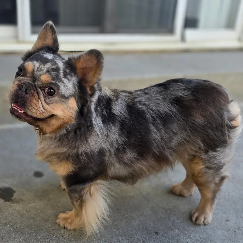 An adult medium-sized male Merle (Blue) French Bulldog dog named Caine for adoption in Torrance, CA