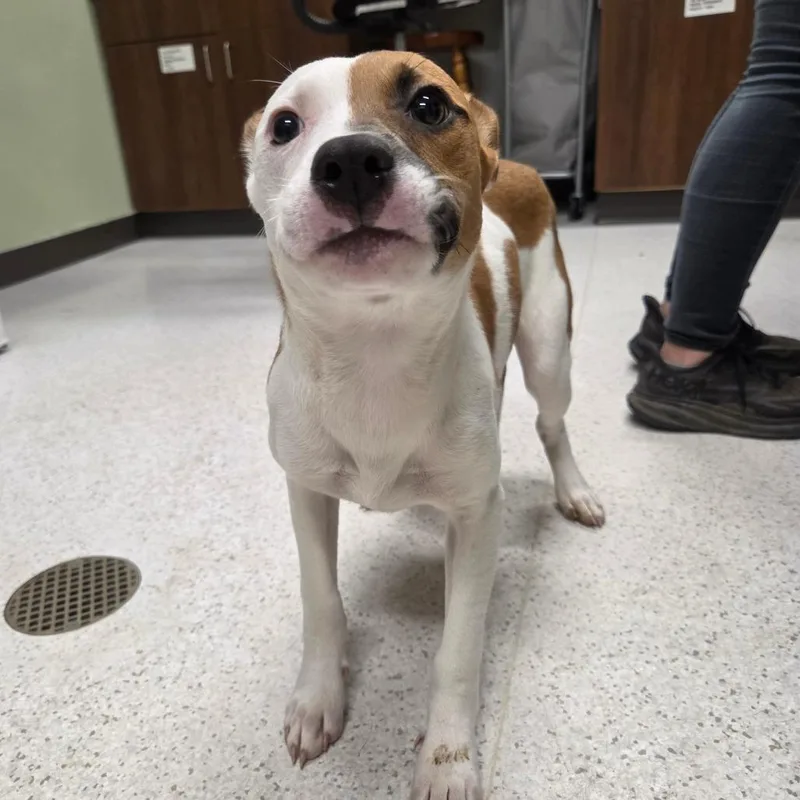 A baby small-sized male Yellow / Tan / Blond / Fawn Mixed Breed dog named Eeyore for adoption in Binghamton, NY