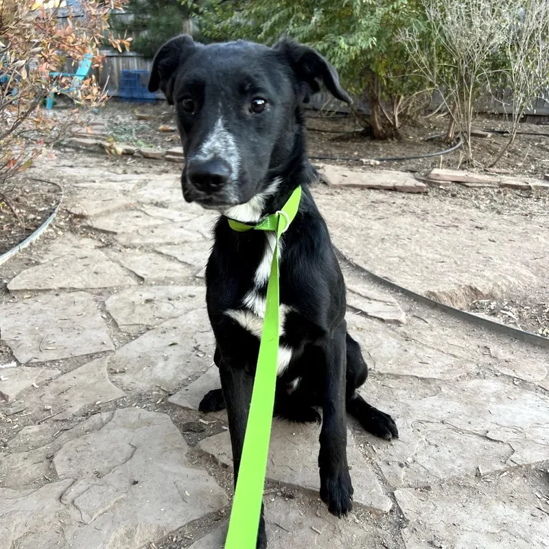 An adult medium-sized male Black Border Collie dog named Oscar for adoption in Fort Collins, CO