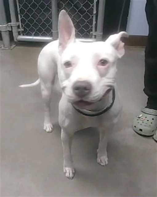 A young large-sized female Staffordshire Bull Terrier dog named Blanca for adoption in Phoenix, AZ