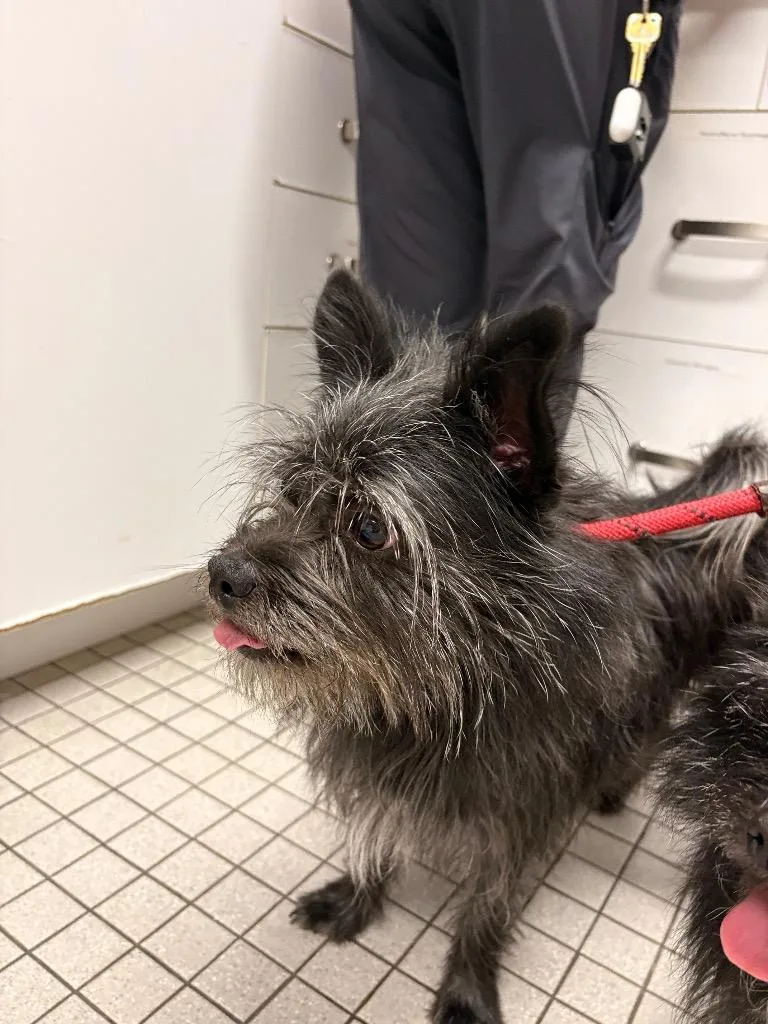 An adult small-sized male Chihuahua dog named Smidge for adoption in Fall River, MA