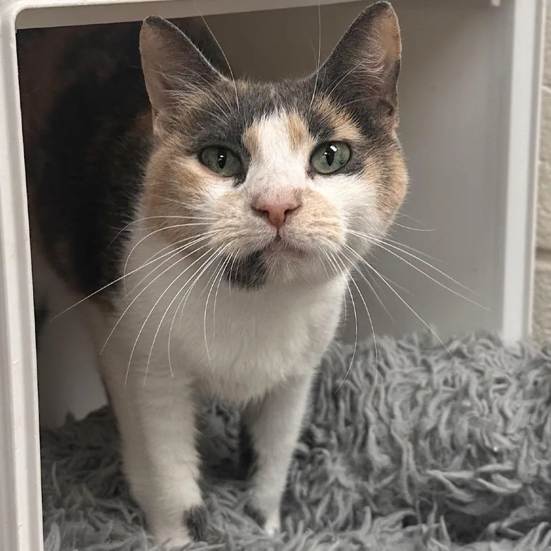 An adult small-sized female Calico Domestic Short Hair cat named Julia for adoption in Rocky Mount, VA