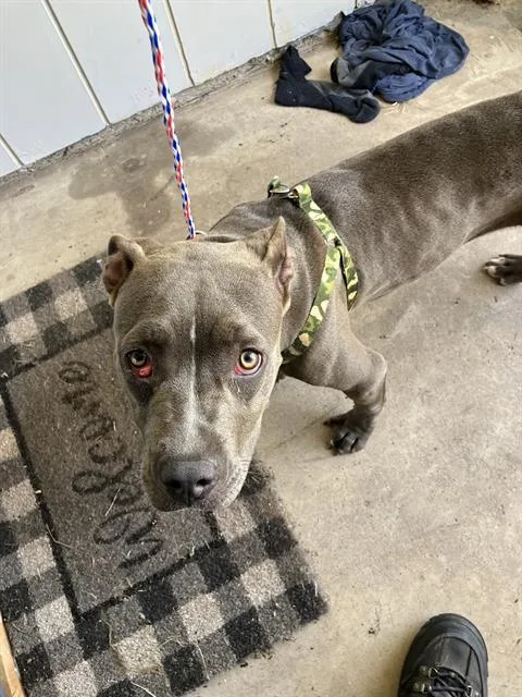 A young large-sized female Mixed Breed dog named Amy for adoption in Dallas, TX