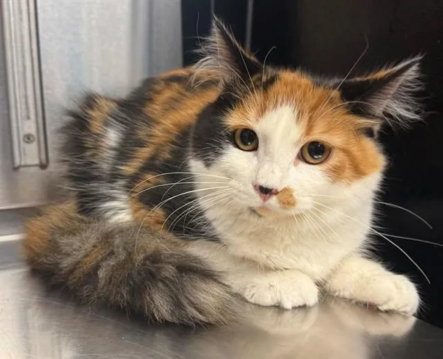 Lulu
