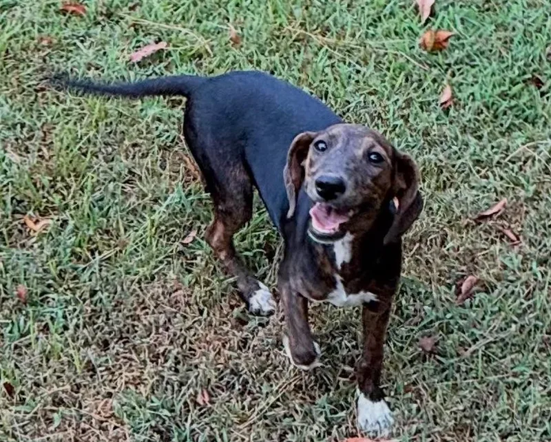 A baby medium-sized female Mixed Breed dog named Abby HERE IN NH for adoption in Northwood, NH