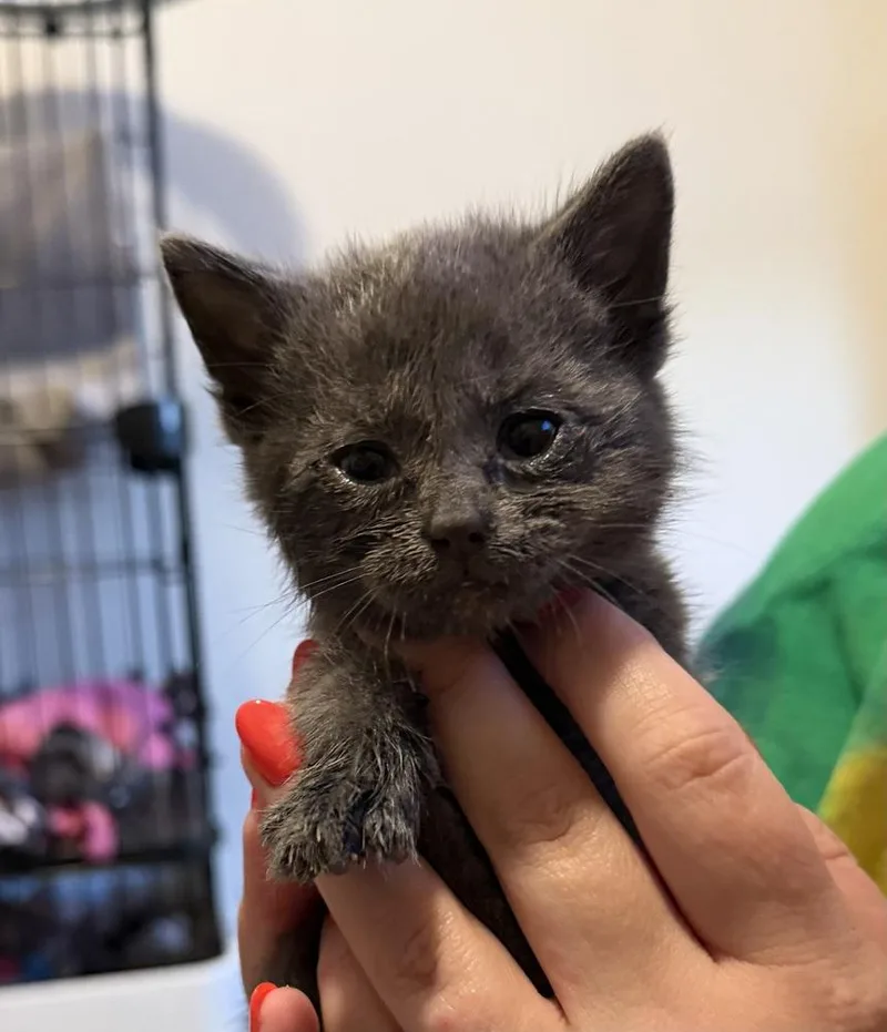A baby small-sized male Gray / Blue / Silver Domestic Short Hair cat named Blueberry Jam for adoption in Poplar Grove, IL