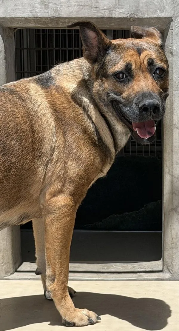 An adult large-sized female Shepherd dog named Zanie for adoption in Rio Rancho, NM
