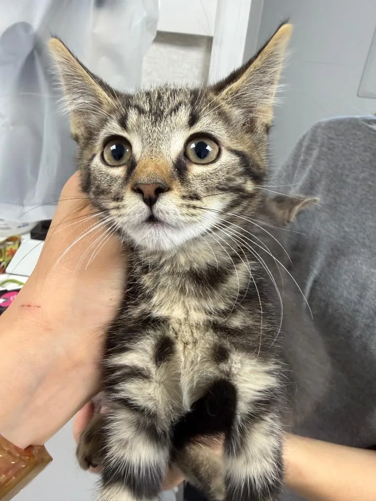 A baby small-sized female Domestic Short Hair cat named Tigrita for adoption in Pomona, NY