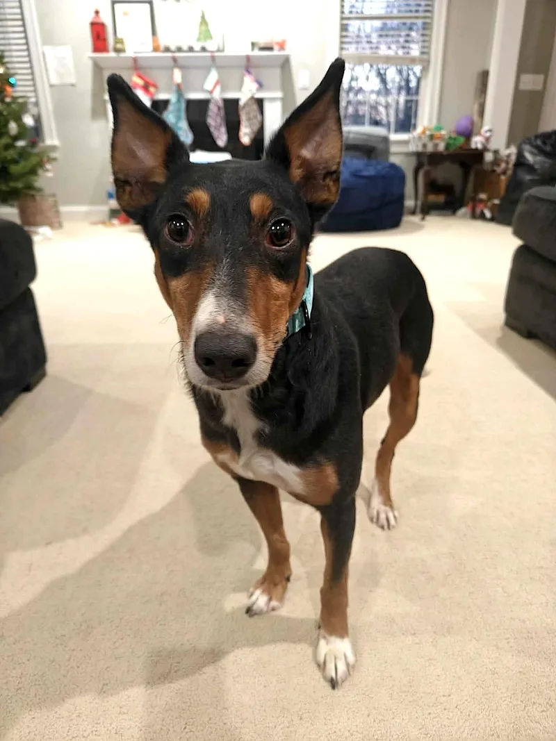 Figgy Pudding thumbnail 2