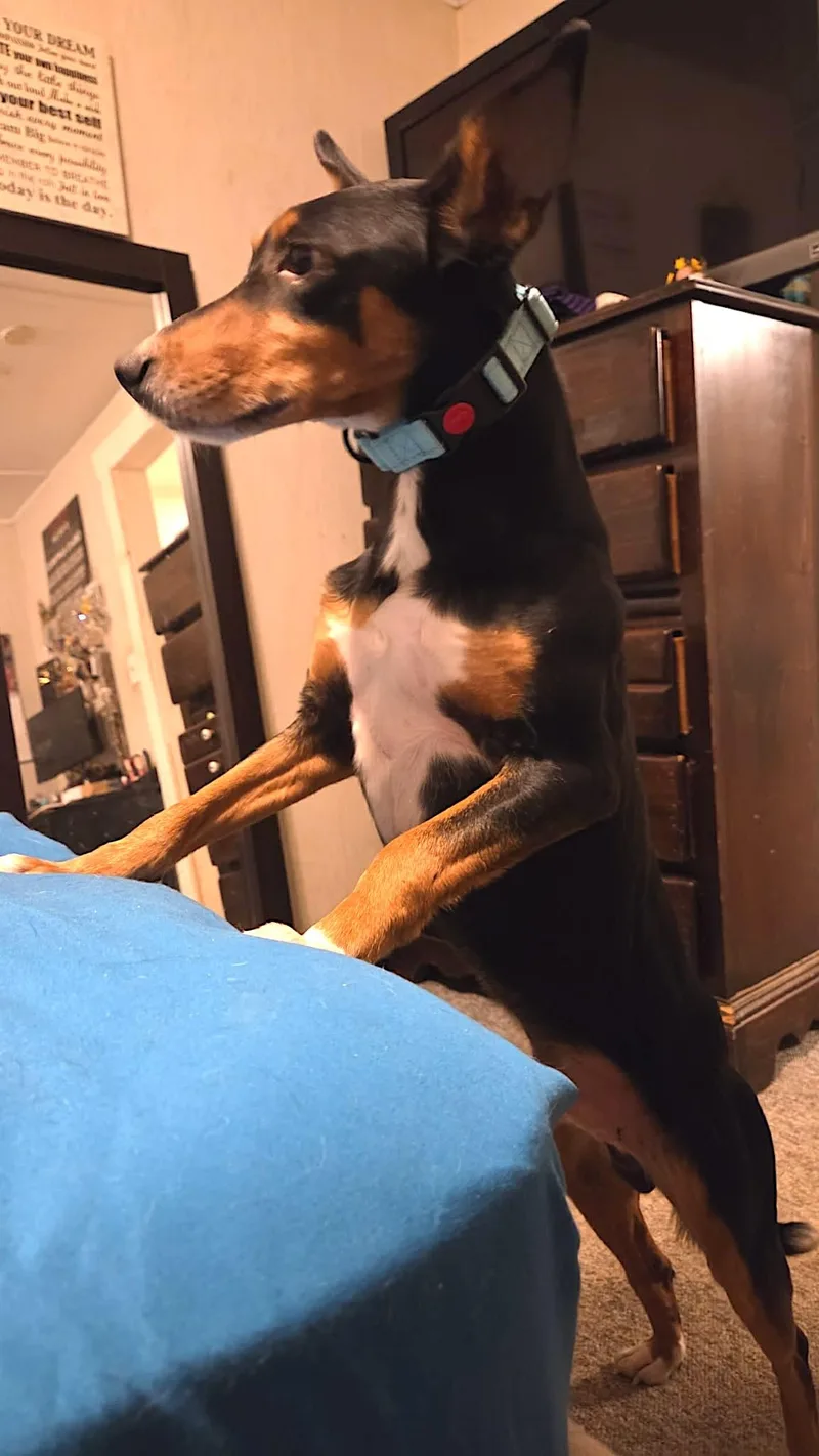 Figgy Pudding thumbnail 3