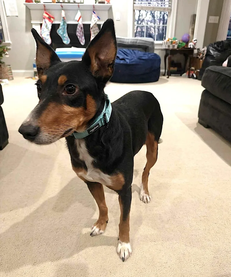 Figgy Pudding thumbnail 4