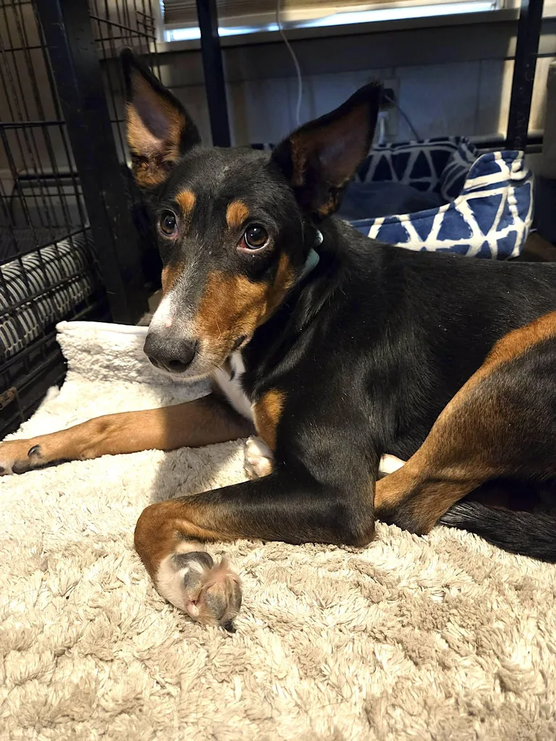 Figgy Pudding thumbnail 5