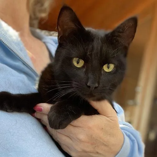 Maximillion thumbnail 2