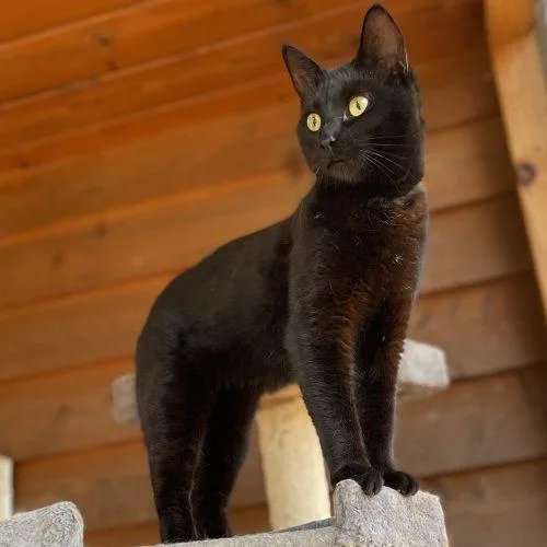 Maximillion thumbnail 3