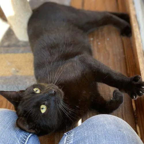 Maximillion thumbnail 4