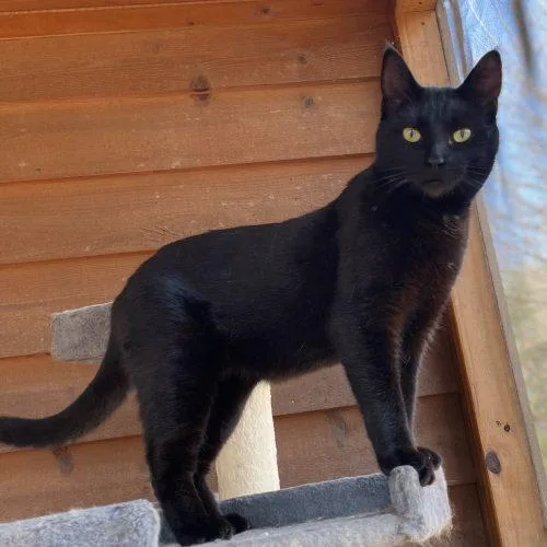 Maximillion thumbnail 5