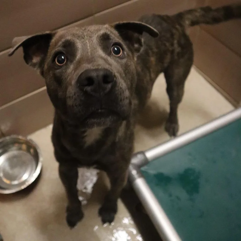 An adult medium-sized male Gray / Blue / Silver Mixed Breed dog named Zipper for adoption in Waukesha, WI
