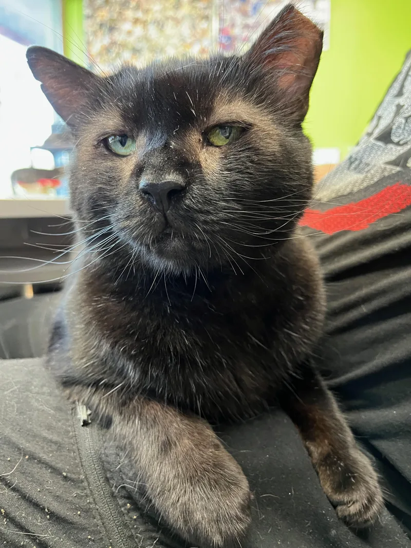 An adult large-sized male Black Domestic Short Hair cat named Obsidian for adoption in Richmond, KY