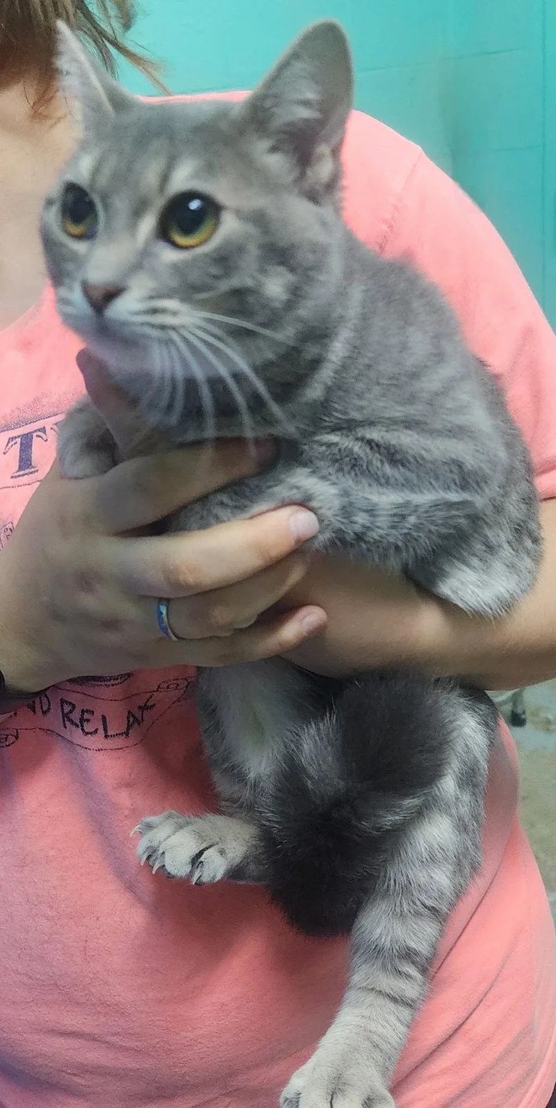A young medium-sized male Domestic Short Hair cat named Ana for adoption in Wetumpka, AL