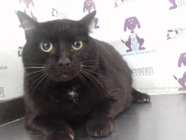 An adult small-sized female Domestic Short Hair cat named Shadow for adoption in Orlando, FL