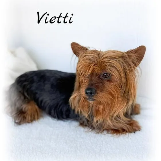 Vietti