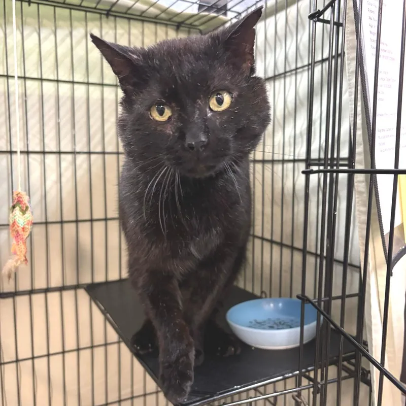 An adult large-sized male Black Domestic Short Hair cat named Captain K'nuckles Lr for adoption in Union, MO